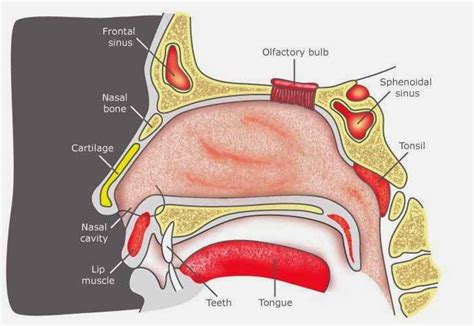 The nasal cavity (or cavity of nose, latin: Human Anatomy Nose Diagram - Health Images Reference