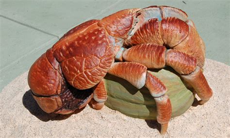 's Viral Orange Crab: Mukbang Mania Takes Over!