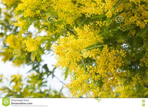 Mimosa Branches With Yellow Flowers Close Up Stock Photo Image Of