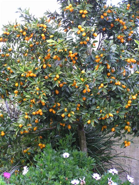 Pruning Citrus Organic Gardener Magazine Australia