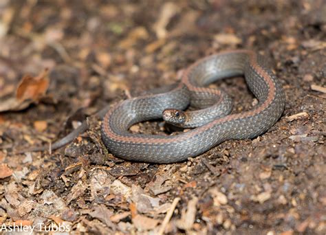Creature Feature Snakes 😬 Cape Elizabeth Land Trust