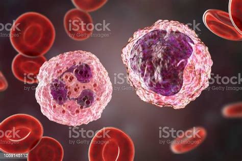 Monocyte And Neutrophil Surrounded By Red Blood Cells Stock Photo
