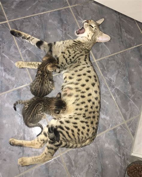 Savannah cats have very loving and outgoing personalities. Savannah cats — Aaaaaaaaaaaa! 🌞🌞🌞 F3 Savannah boys ...
