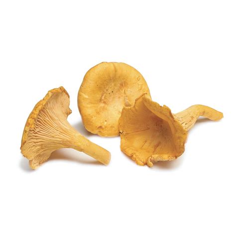 10 Delicious Types Of Edible Mushrooms Wrytin