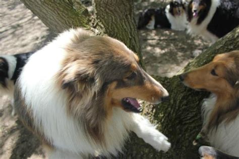 Thats What She Says Collies Of The Meadow