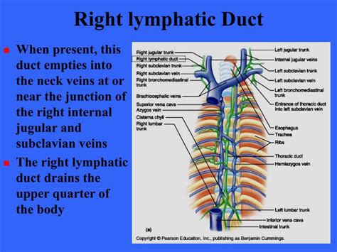 Ppt The Lymphatic System Powerpoint Presentation Id4236403