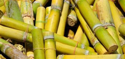 The Benefits Of Sugar Cane And Weigh