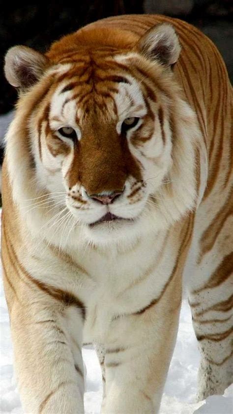 White Bengal Tigers And They Are One Of 4 Different Color Variations