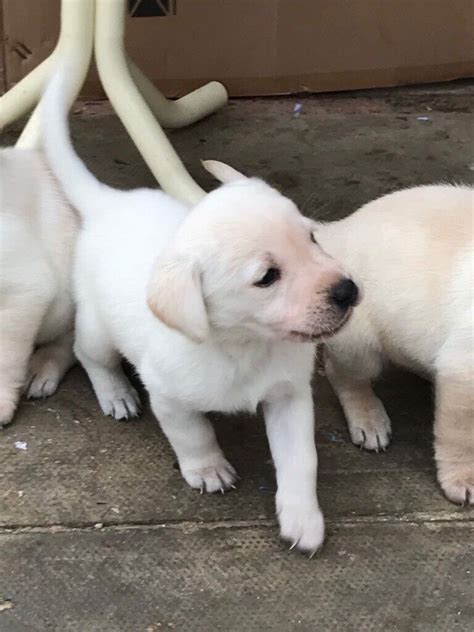 Labrador Retrievers Puppies For Sale In Heacham Norfolk Gumtree