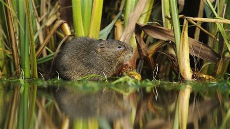 Hertfordshire Water Voles Thrive Along River Ver After Reintroduction Bbc News