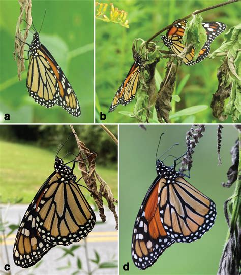 The Puzzle Of Monarch Butterflies Danaus Plexippus And Their