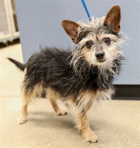 Wire Haired Terrier Chihuahua Mix Pets Lovers
