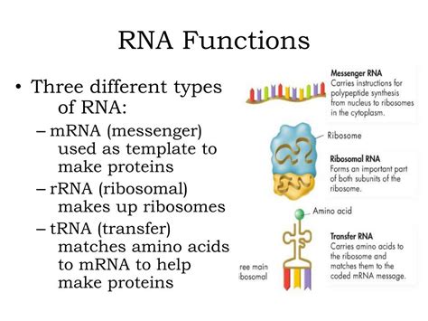 Types Of Rna Unilasopa