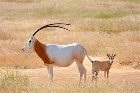 Friends Of Animals Senegals Scimitar Horned Oryxes Take Another Step
