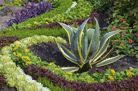 Some kinds of cacti are trees and some are not.the cactus plant can be found in the desert biome on sand. 34 Sharp Cactus Garden Ideas