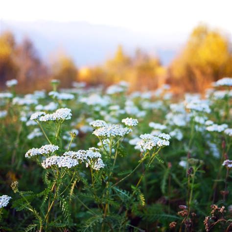 Native Canadian Plants To Grow By Province