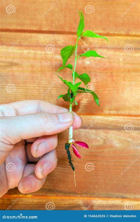 Small Apricot Sprout In Hand Stock Image Image Of Botany Gardening