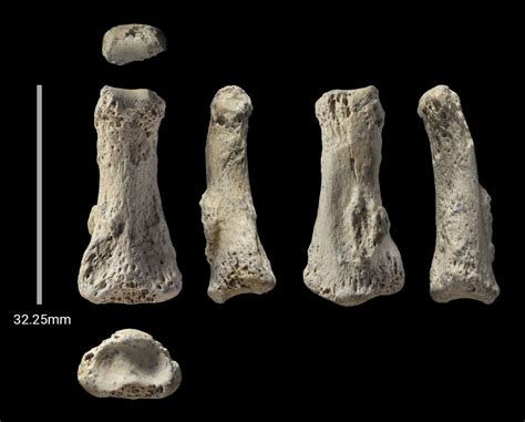 Human Finger Bone Points To An Early Exodus Out Of Africa Science AAAS