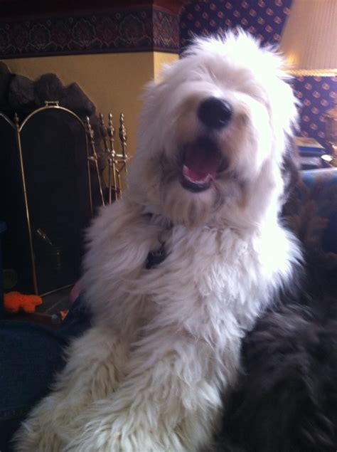 At Least My Old English Sheepdog Thinks Im Funny Thanks Wigglebee