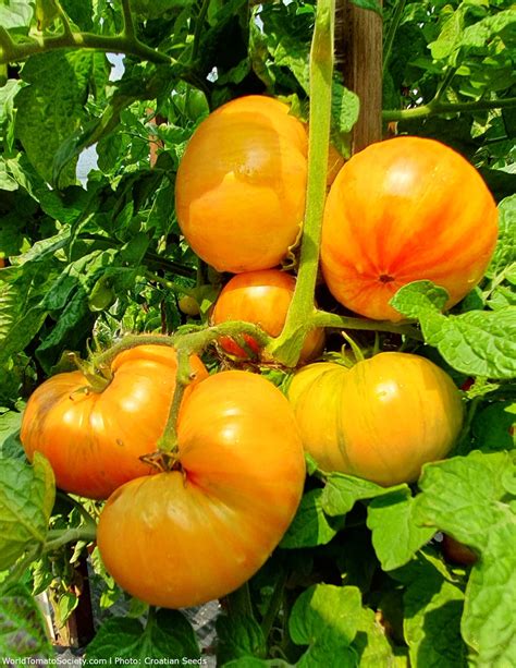 Dwarf Confetti Tomato A Comprehensive Guide World Tomato Society