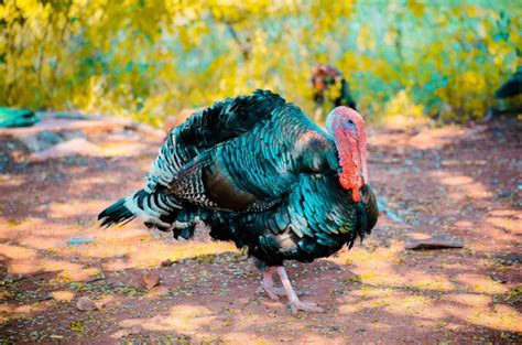 Turkey Hunting Tips For Beginners Complete Guide Hunterzonepro