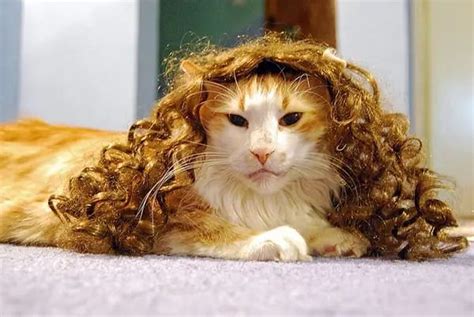 25 Funny Cats In Wigs That Will Make You Laugh Bouncy Mustard