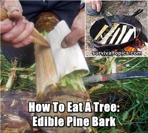 How To Eat A Tree Edible Pine Bark Shtf Prepping And Homesteading Central