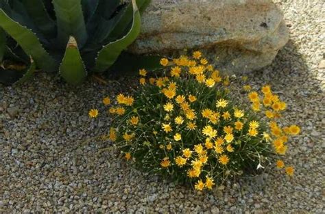 Beautiful Drought Tolerant Ground Covers Birds And Blooms