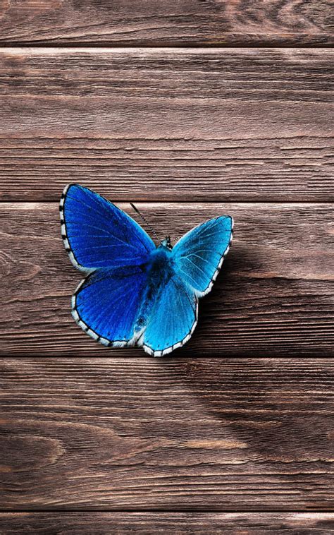 Beautiful Blue Butterfly 4k Ultra Hd Mobile Wallpaper