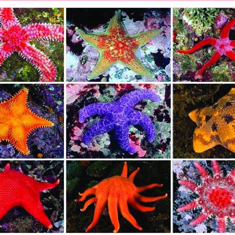 Pdf The Sea Stars Echinodermata Asteroidea Their Biology Ecology