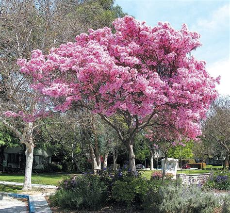 Pink Trumpet Tree Install Price Naples Garden Landscaping Llc