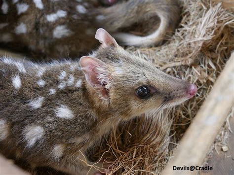 The Eastern Quoll Was Released Into The Wild For The First In 50 Years