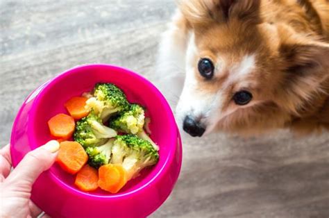 ¿los Perros Pueden Comer Brócoli Conoce Los Beneficios De Este