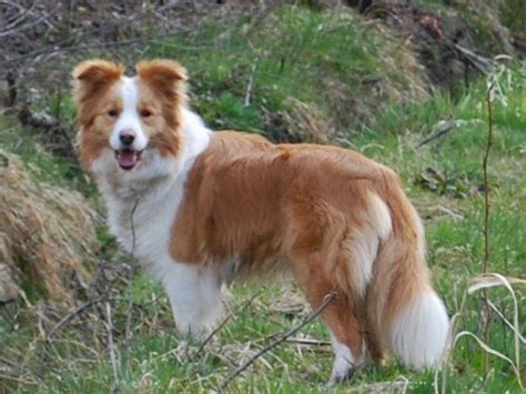 Expect to pay less for a puppy without papers. Australian Red Border Collie | Dogs , dog grooming , dog kennels | Pi…