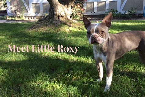 There has been a strange movement happening in the world of boston terriers over the pat few years. Cutest Lilac Boston Terrier Ever! Roxy (With images ...