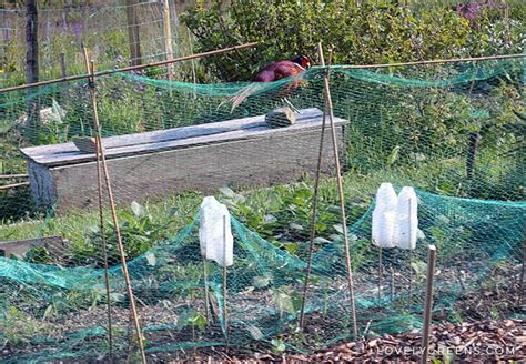 Effective Ways To Keep Birds Out Of The Vegetable Garden Lovely