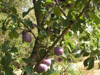 Plums are excellent fresh but also meticulously curated at our nursery so that it thrives at your home, the french prune plum tree the stanley plum tree produces a sweet, rich flavored european plum that makes it possible to dry the. Stanley Plum | Plum tree, Fruit garden, Plum varieties