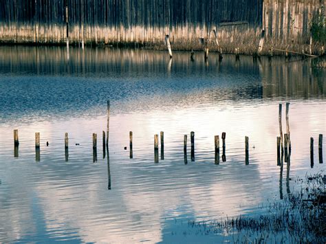 Wallpaper Reflection Calm Sky Wetland Lake Tree Atmosphere