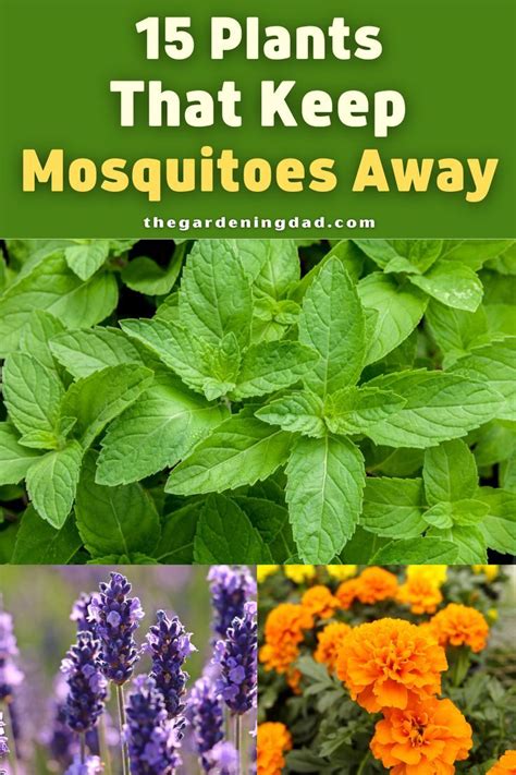 Natural Mosquito Repellent Flowers And Plants The Gardening Dad In 2021