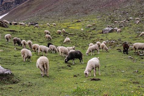 60 Sheep And Goats Die 200 Fall Sick Due To Contagious Animal Disease