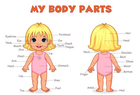 Body Parts Of Girl For Kids Learning 1312591 Vector Art At Vecteezy