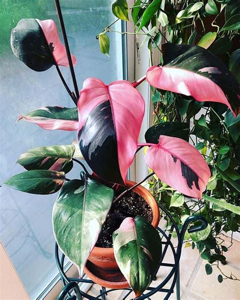Philodendron Pink Princess A Growers Guide