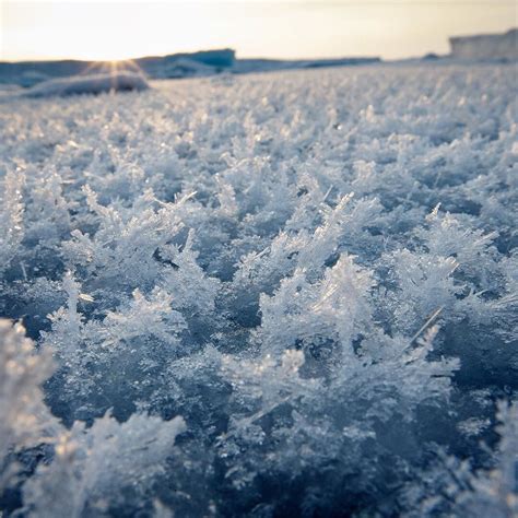 Photo By Nickcobbing Heres A Carpet Of Frost Flowers From The Arctic