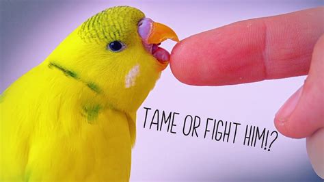 Aggressive Budgie Behavior Fight And Taming Youtube