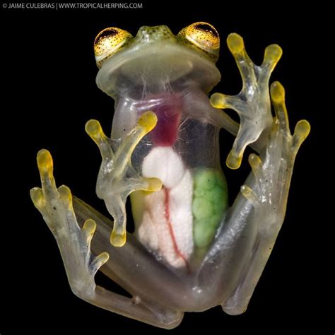 A Frog With Its Mouth Open Sitting On Top Of Its Back Legs In Front Of