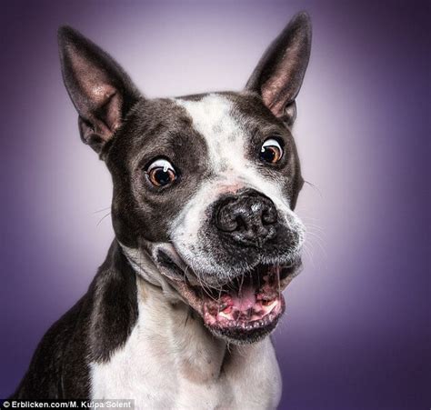 Manuela Kulpa Created These Happy Dogs Pictures That Will Definitely