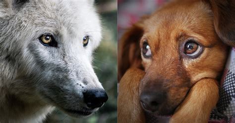Descubren Que Los Perros Al Igual Que Los Lobos Cooperan Para Obtener