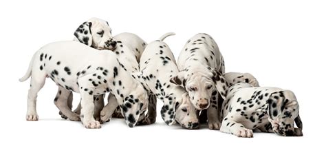 Group Of Dalmatian Puppies Eating Stock Photo Download Image Now Istock