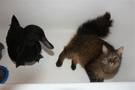 Help These Photos Of A Cat Meeting A Duck Need Captions Catster