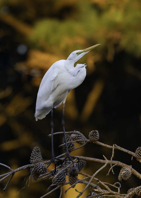 An Egret On Chincoteague Island Kevin B Moore Flickr